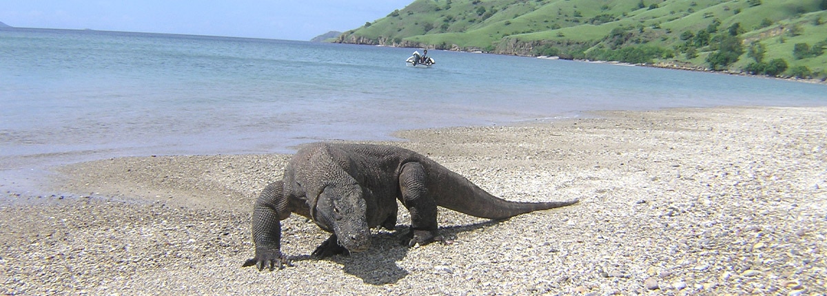 Komodo dragon on the beach of Komodo Island, Indonesia