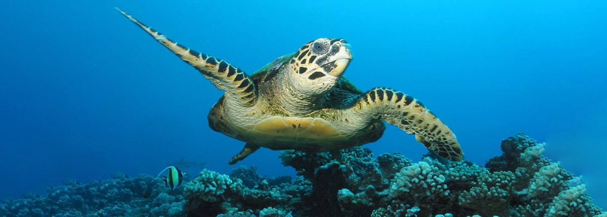 Rich aquatic life around Moorea, French Polynesia