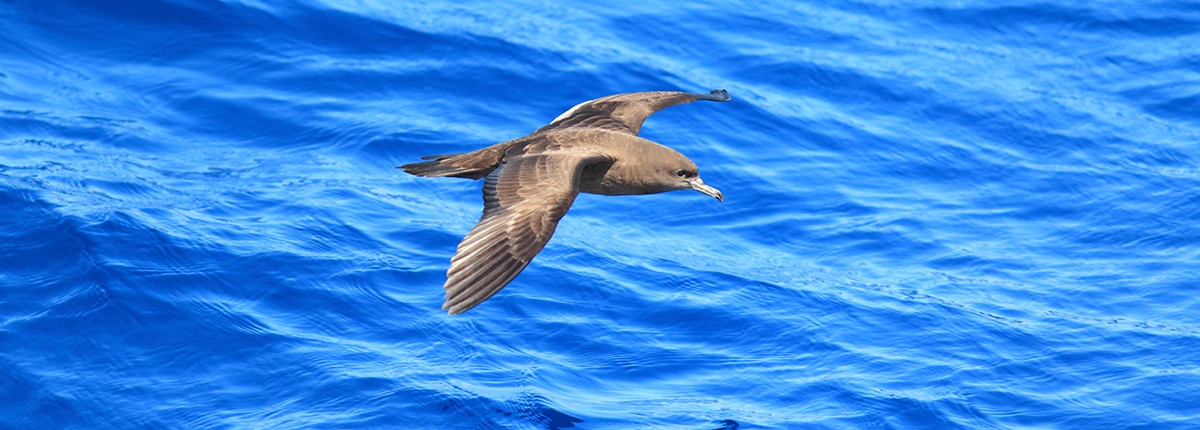 wedge tailed shearwater