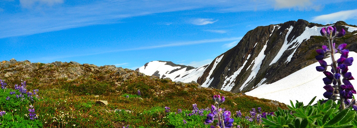 view hillside in juneau with snow capped mountains