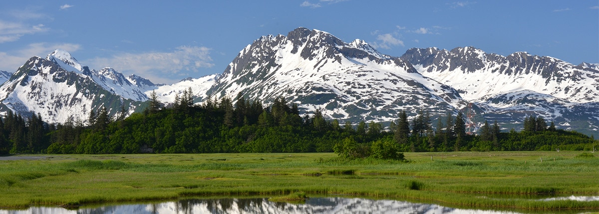 large trees growing on a green field with view of the snowy mountain range 