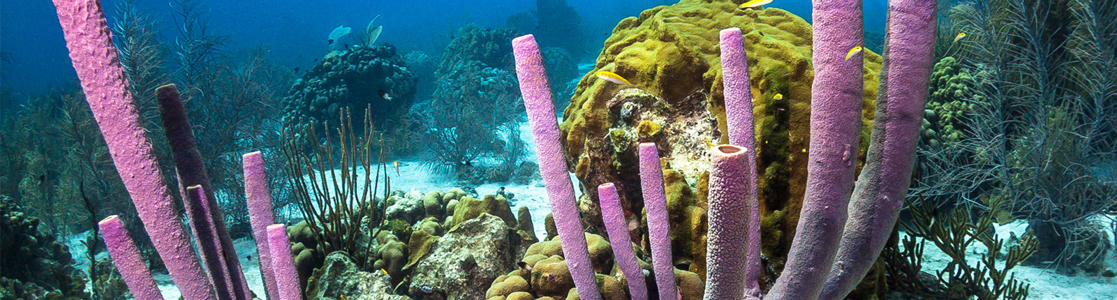 Multi-colored coral reef and plants off the coast of Bonaire