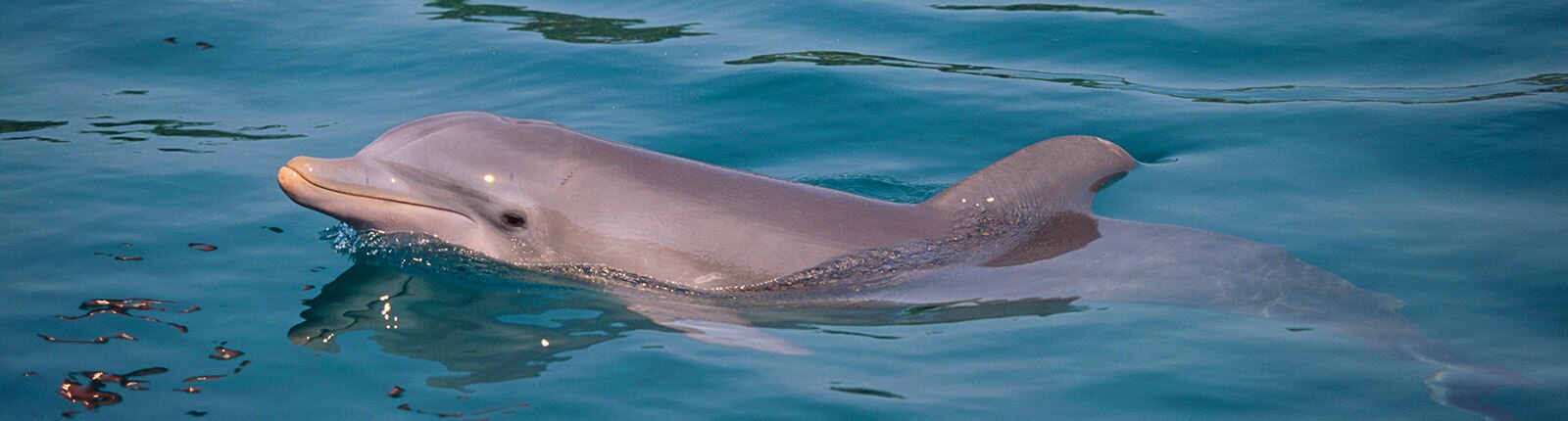 A smiling dolphin in the waters of Ocho Rios, Jamaica