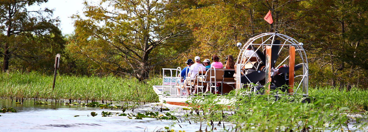 see an aligator during an airboat ride