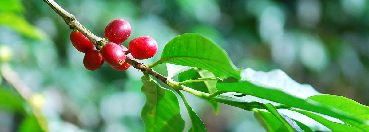 natural fruit of santa marta