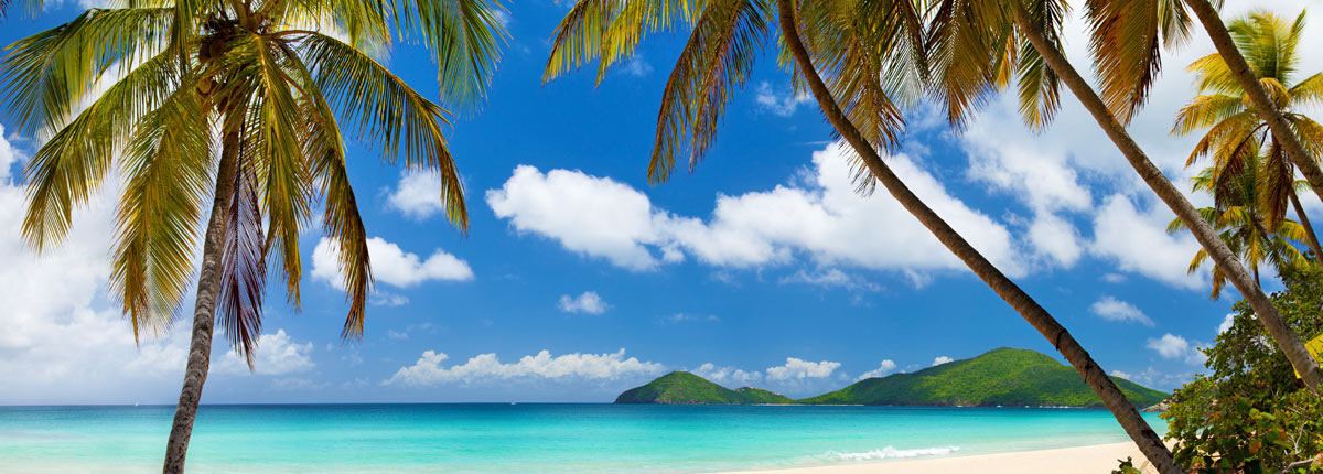 scenic palm trees along the coastline of tortola