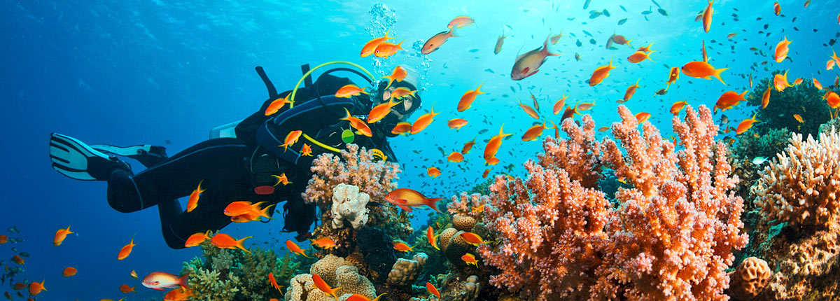 man scuba diving with tropical fish