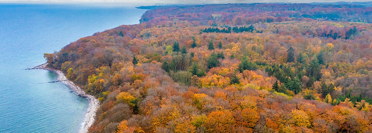 moesgaard forest is full of autumn colored trees