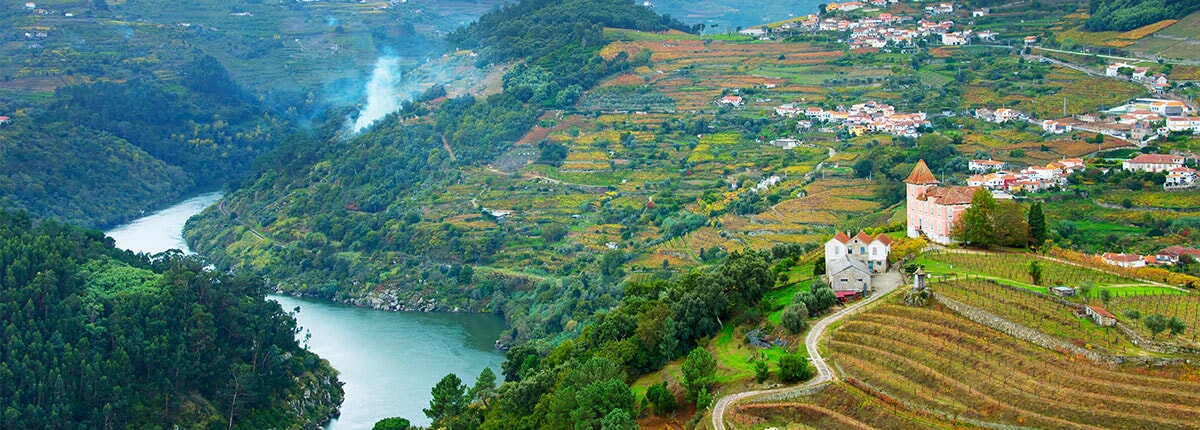 vineyards in douro valley in porto, portugal