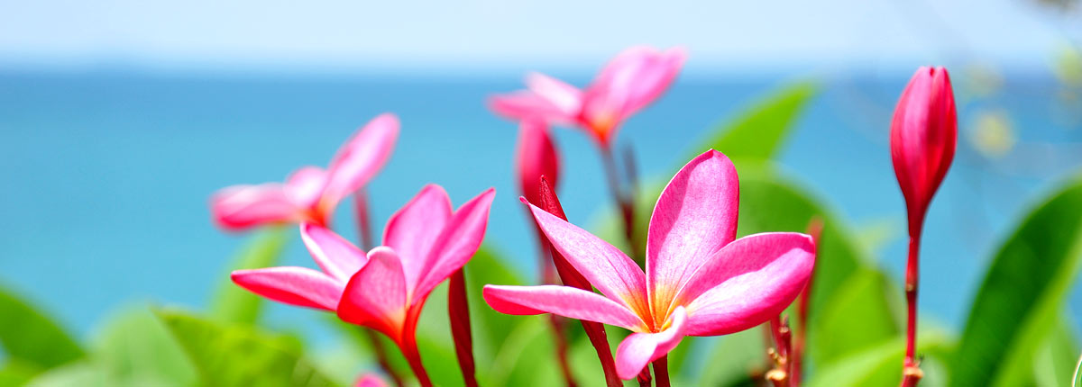 beautiful pink plumeria flower in hawaii