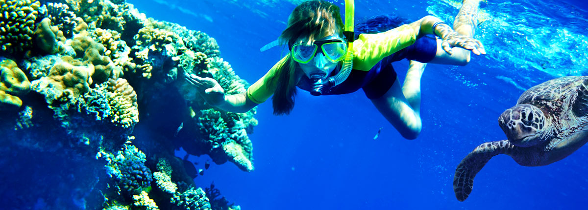 scuba dive with turtles in maui