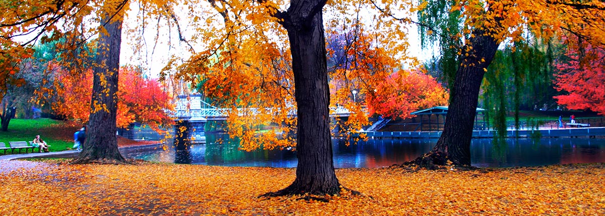 autumn in boston public garden