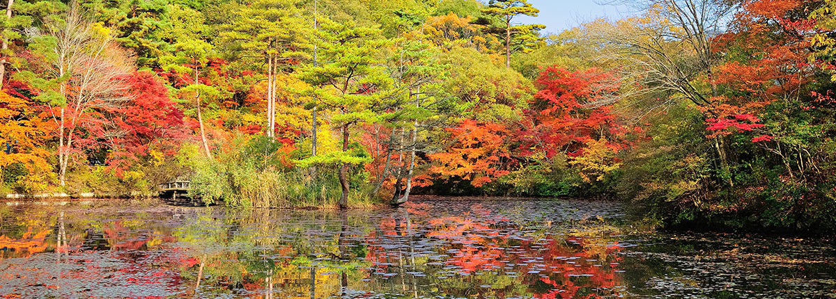 view of the autumn leaves and a pond in kobe japan